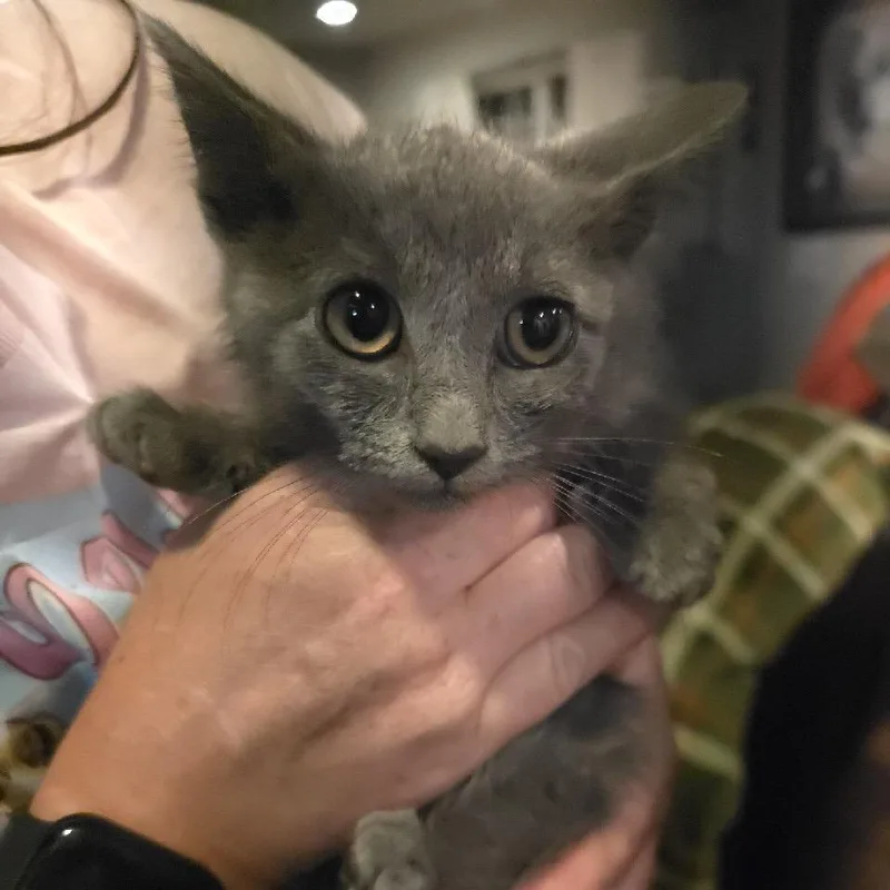 A baby small-sized male Gray / Blue / Silver Domestic Short Hair cat named Grey Stray for adoption in Maple Falls, WA
