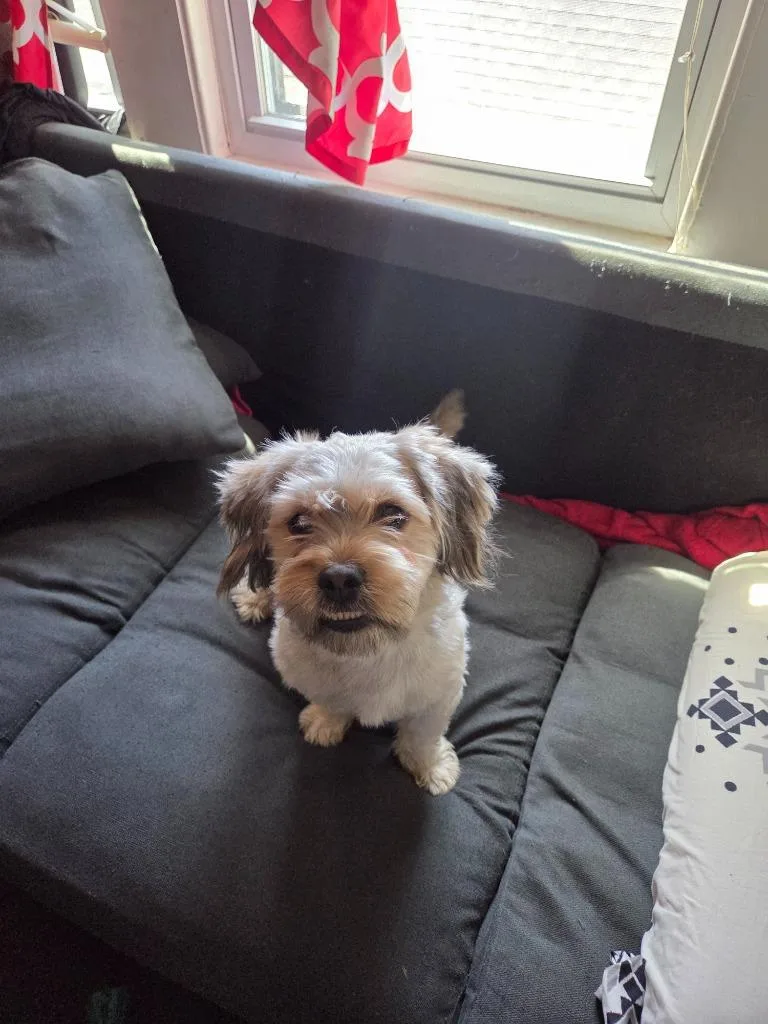 A young small-sized male Lhasa Apso dog named Canela for adoption in Meriden, CT