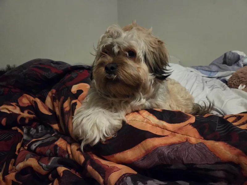 Canela thumbnail 3