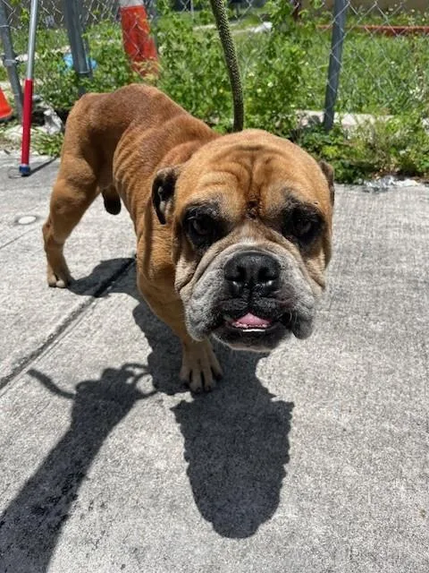 An adult medium-sized male American Bulldog dog named Butch for adoption in Miami, FL