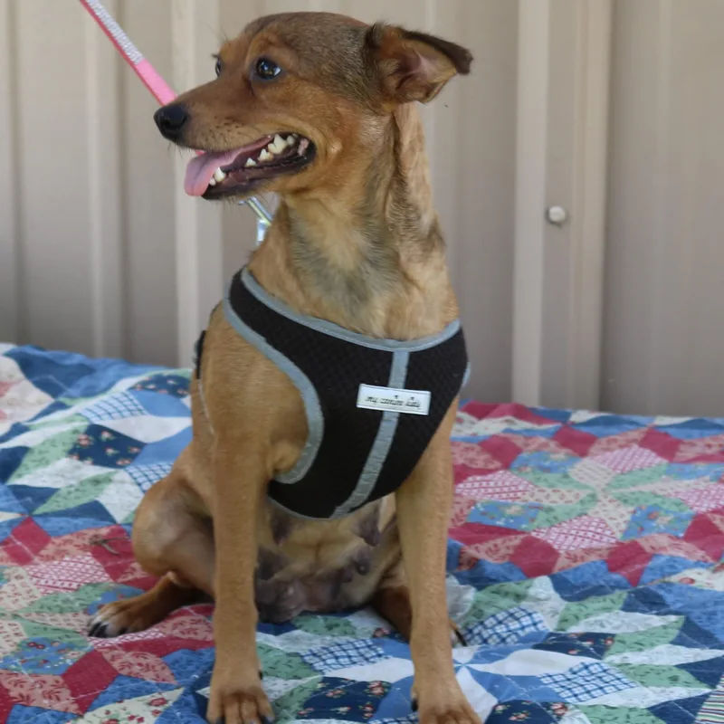 Monica
