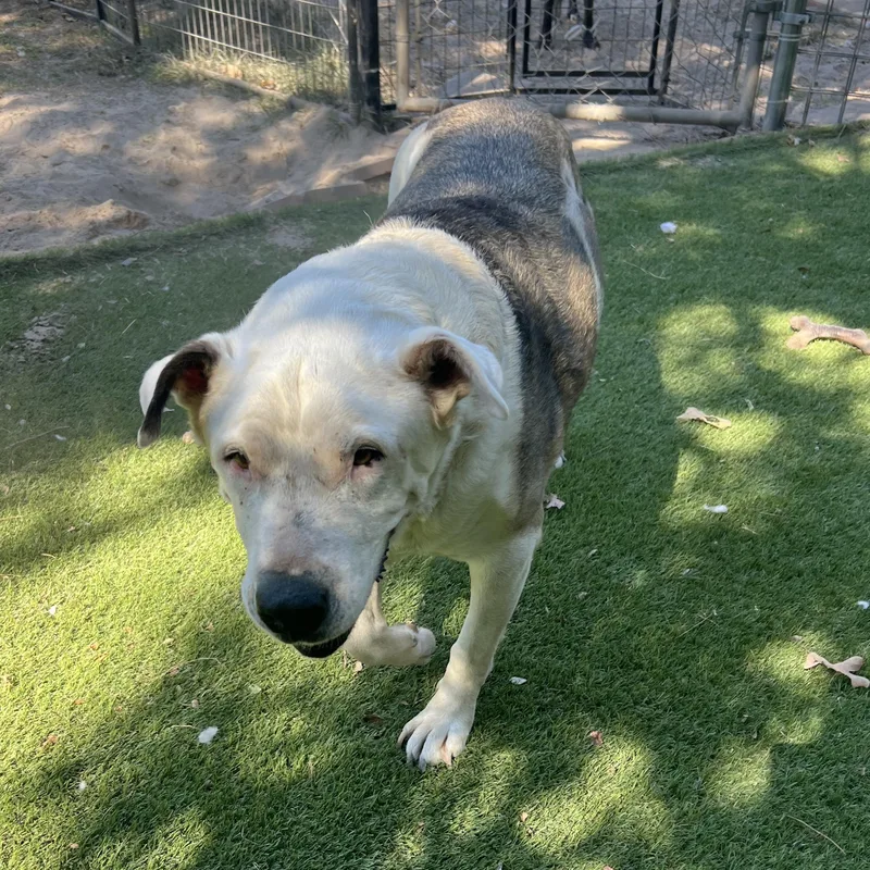 A senior large-sized male American Bulldog dog named Charlie for adoption in Magnolia, TX