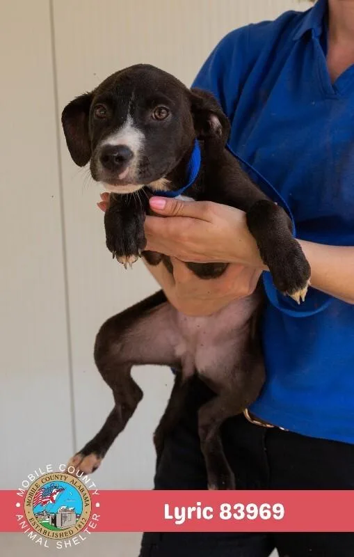 A young medium-sized female Black American Bulldog dog named Lyric for adoption in Mobile, AL