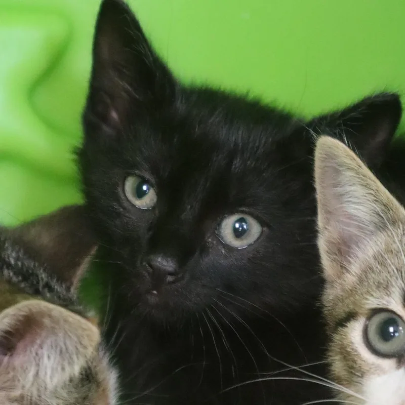 A baby small-sized male Black Domestic Short Hair cat named Marc for adoption in Waukesha, WI