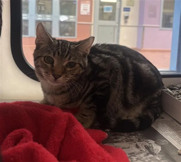 A baby small-sized male Domestic Short Hair cat named Leo for adoption in San Jose, CA