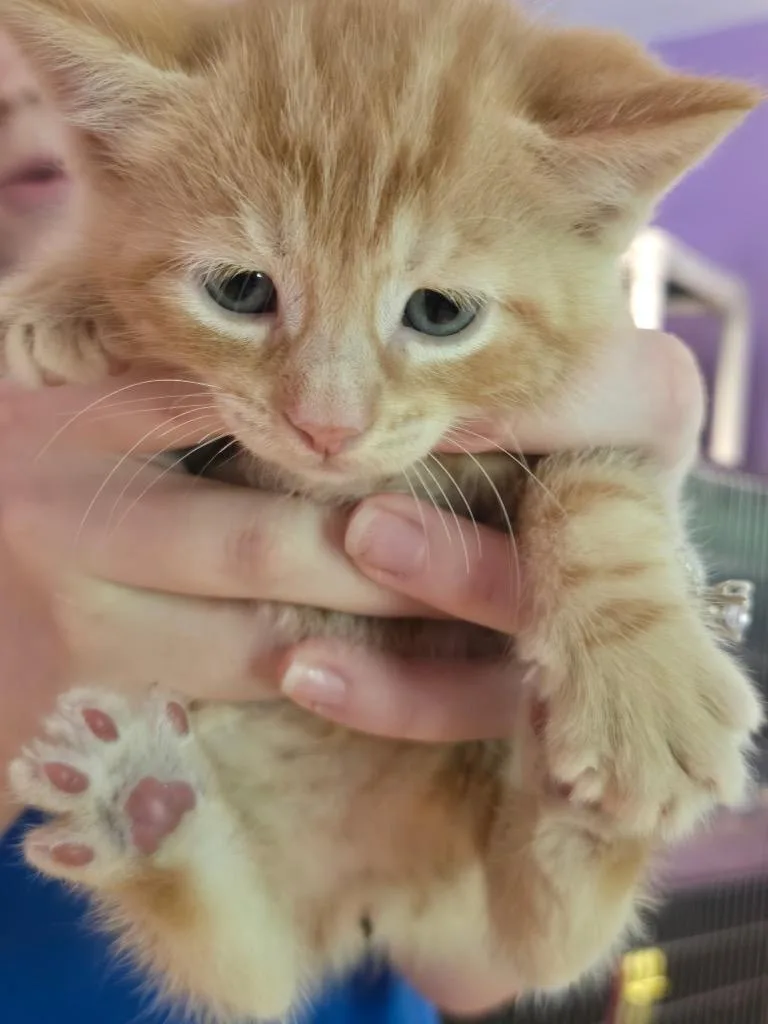 A baby small-sized male Domestic Short Hair cat named Bumblebee for adoption in Cambridge, MD
