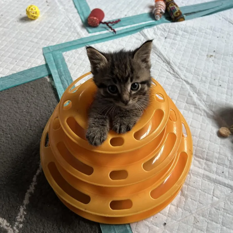 A baby small-sized male Brown / Chocolate Domestic Medium Hair cat named Purrvana for adoption in Ferndale, MI