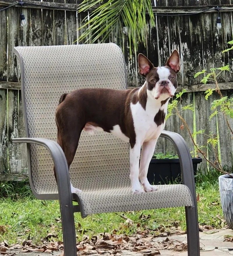An adult small-sized male Boston Terrier dog named Nitro Hughes   for adoption in Maryville, TN