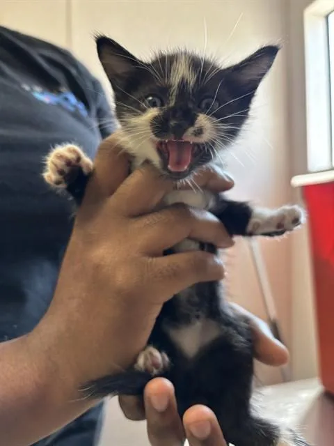 A baby small-sized female Domestic Short Hair cat named Minks for adoption in San Bernardino, CA