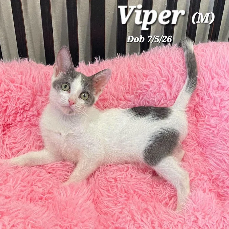 A baby small-sized male Gray & White Domestic Short Hair cat named Viper for adoption in Concord, CA