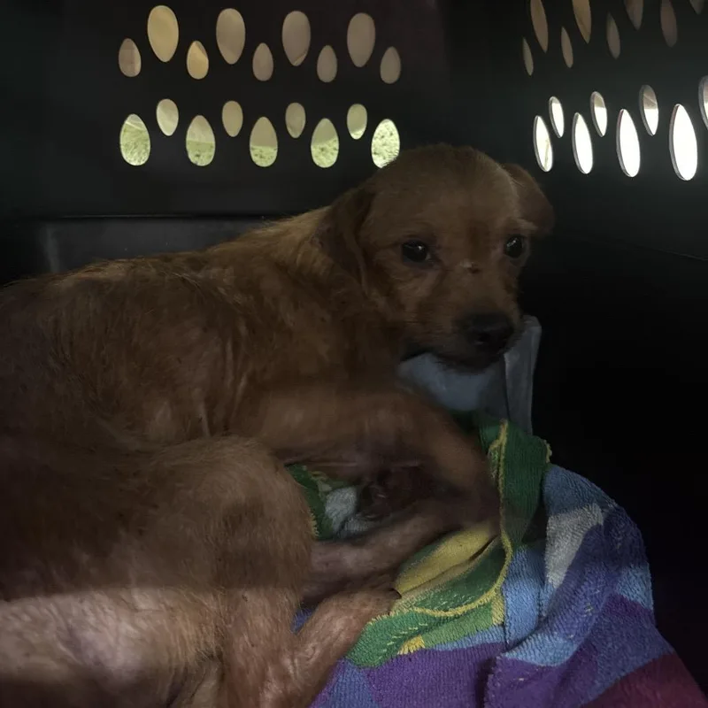 An adult small-sized female Mixed Breed dog named Momma mia for adoption in Corbin, KY