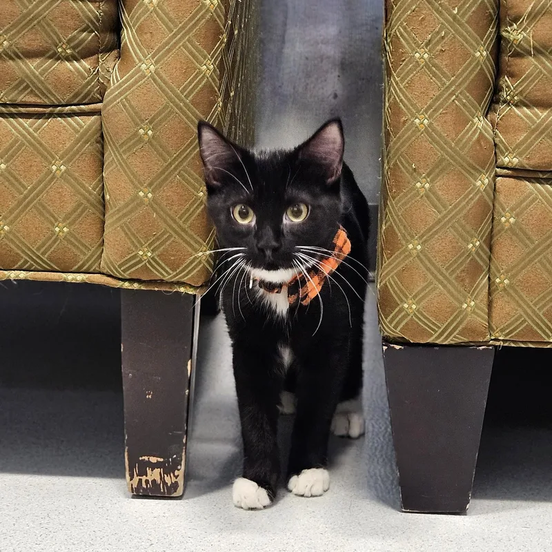 A young small-sized male Black & White / Tuxedo Domestic Short Hair cat named Scratch for adoption in Endicott, NY