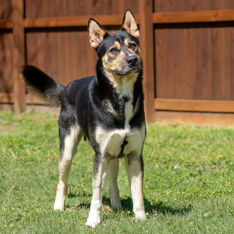An adult large-sized male Tricolor (Brown, Black, & White) German Shepherd Dog dog named Flurry for adoption in Tomball, TX