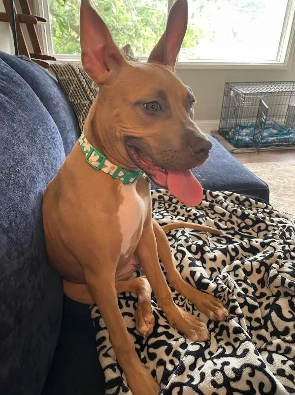 A young medium-sized female Brown / Chocolate Mixed Breed dog named Quaneece for adoption in Cincinnati, OH