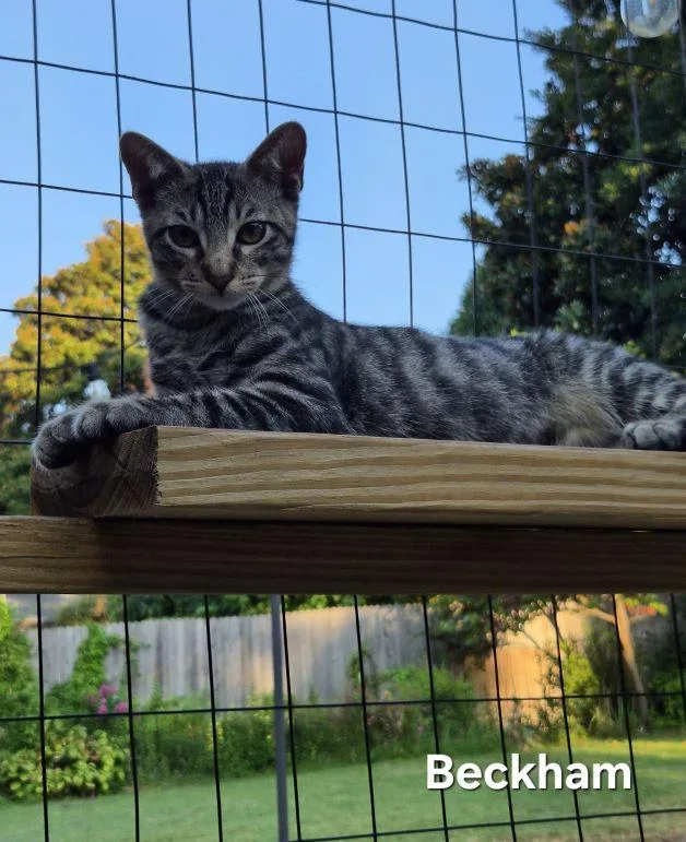 A baby medium-sized male Tabby (Brown / Chocolate) Tabby cat named Beckham for adoption in Tulsa, OK
