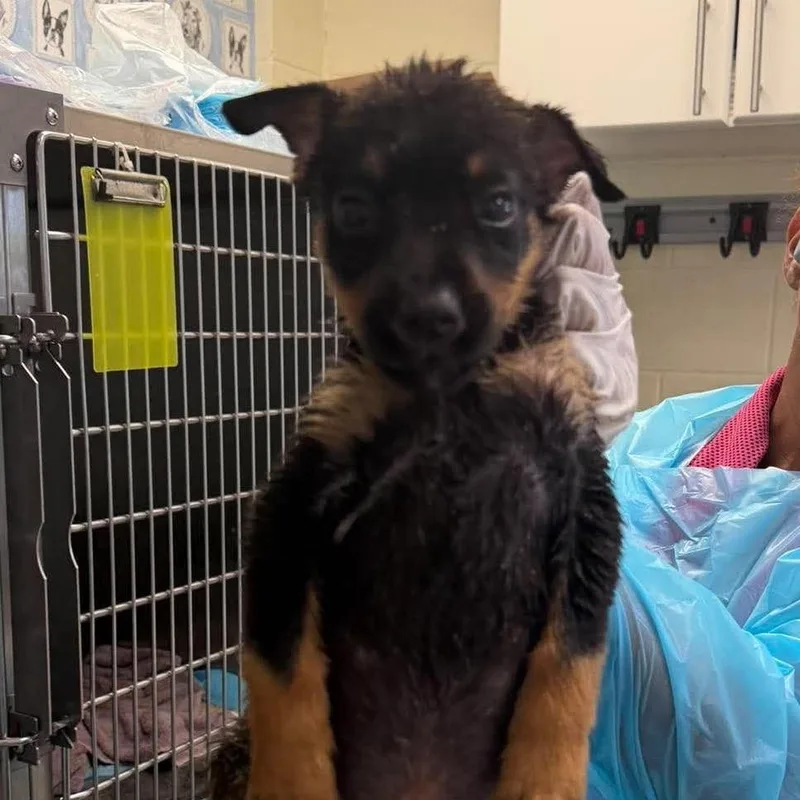 A baby small-sized male Australian Shepherd dog named Ian for adoption in Bastrop, TX