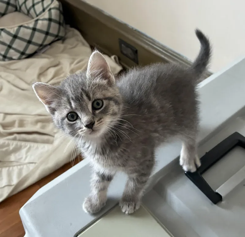 A baby small-sized female Tabby (Gray / Blue / Silver) Domestic Short Hair cat named Wren for adoption in Lemoyne, PA