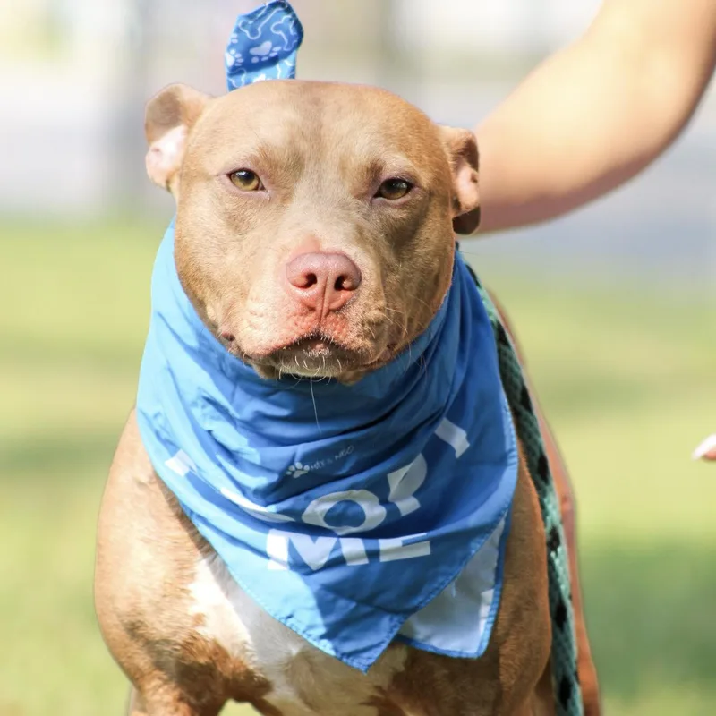 An adult medium-sized male Red / Chestnut / Orange Pit Bull Terrier dog named Roan for adoption in Columbia, SC