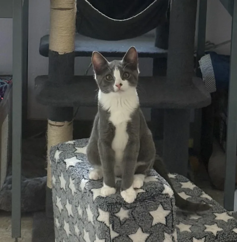 A baby medium-sized female Domestic Short Hair cat named Luna for adoption in Rochester, WA