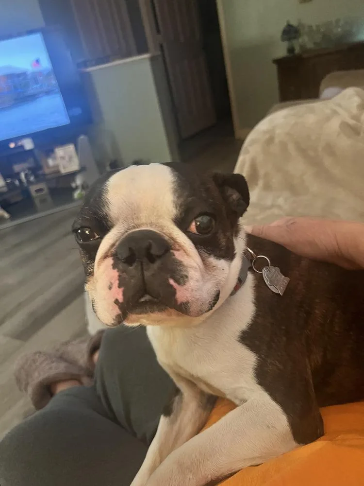 Beau Aka Booker Hayes thumbnail 4