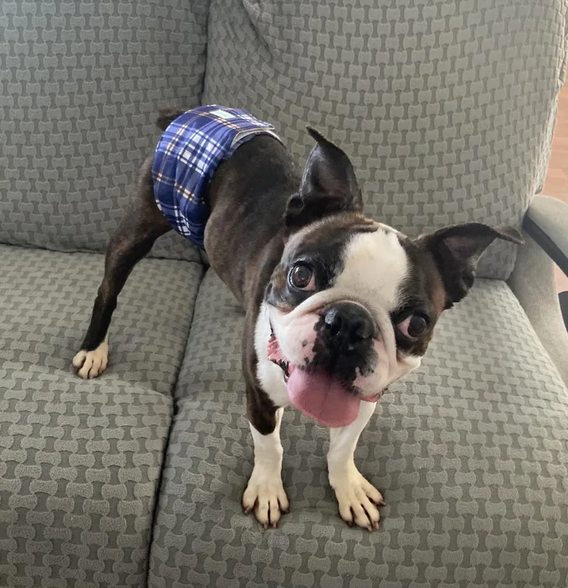 Beau Aka Booker Hayes thumbnail 5