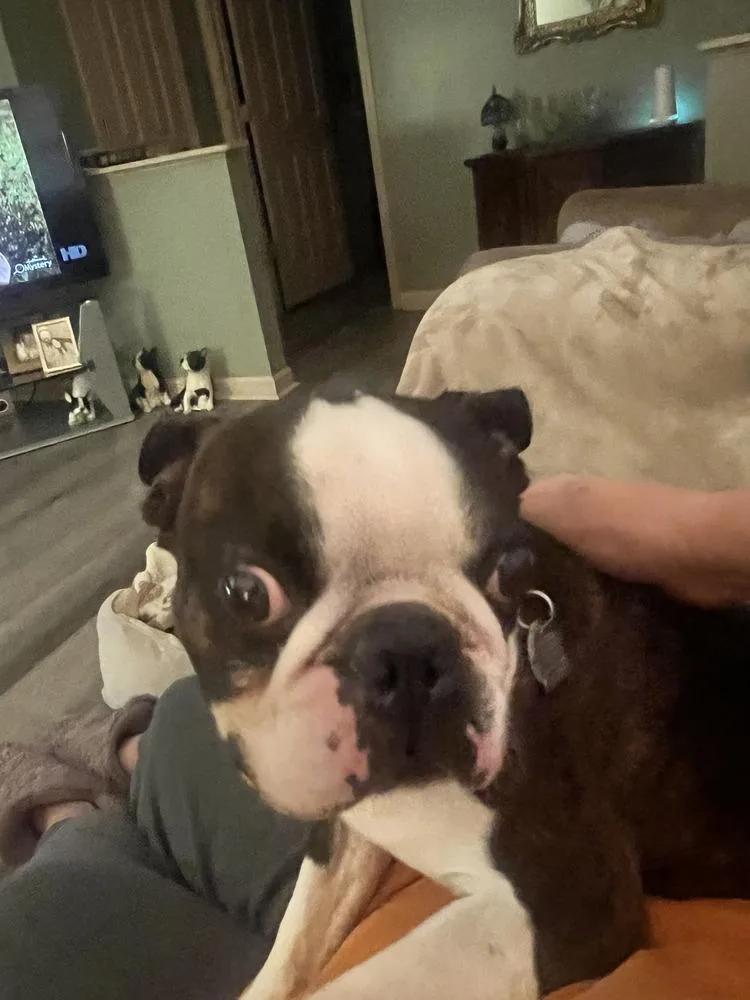 Beau Aka Booker Hayes thumbnail 6