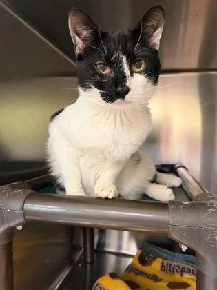 An adult medium-sized male Domestic Medium Hair cat named Sahara for adoption in Williamsport, PA