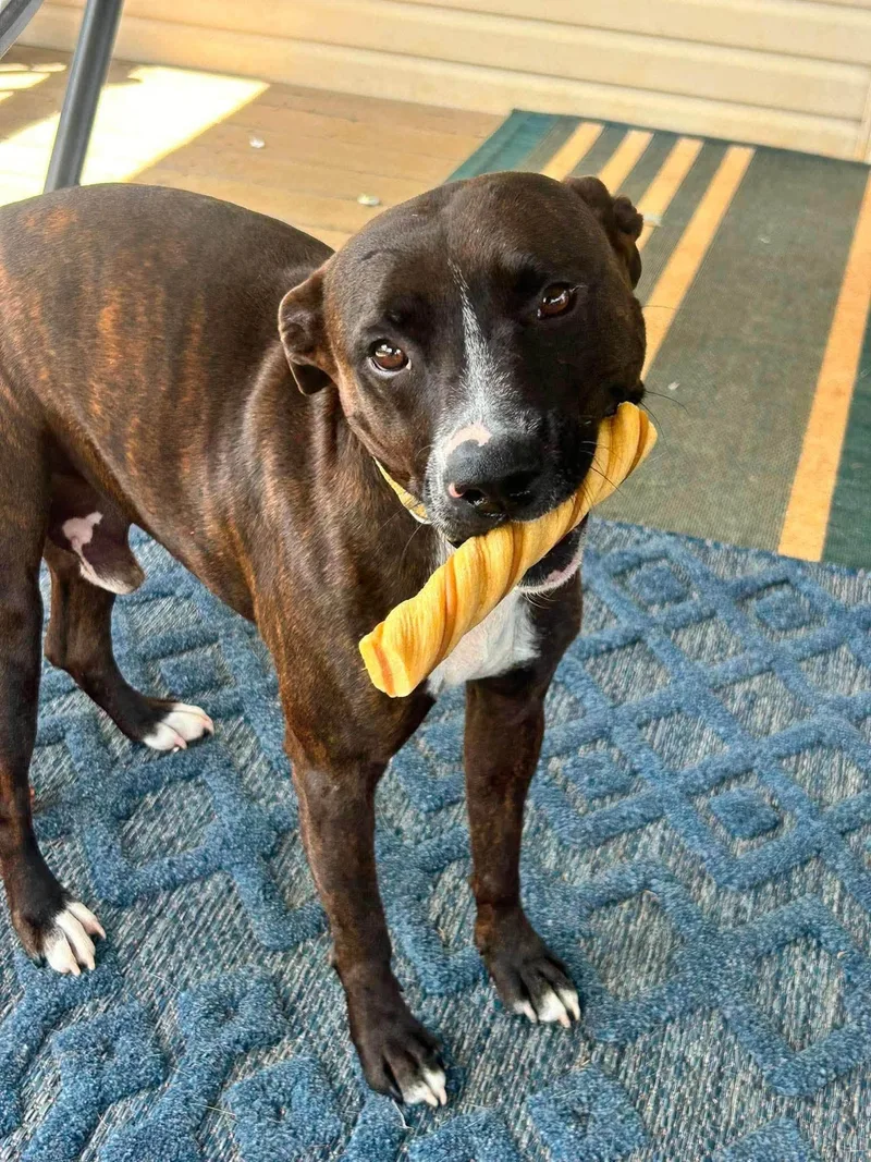 An adult medium-sized male Brindle Black Mouth Cur dog named Coco for adoption in Byrdstown, TN