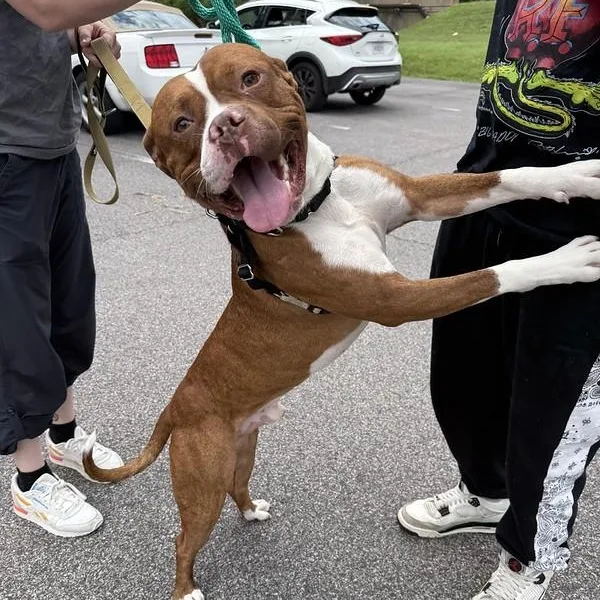 A young medium-sized male Red / Chestnut / Orange Mixed Breed dog named Daytona for adoption in Narberth, PA