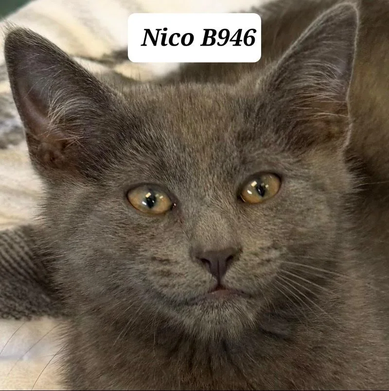 Nico