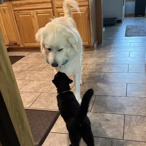A young large-sized male Great Pyrenees dog named Travis for adoption in Springfield, MO