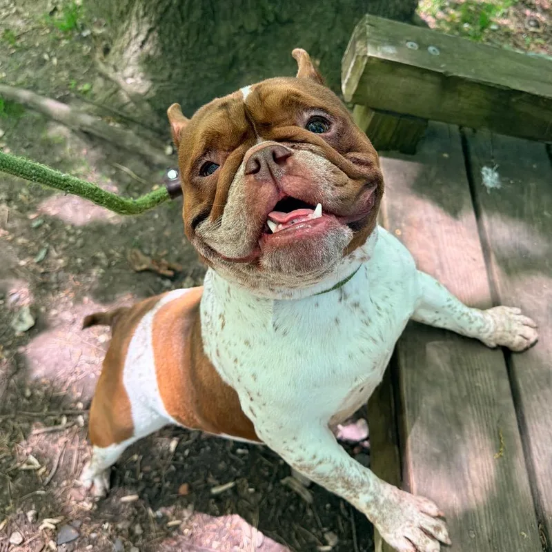 An adult medium-sized female Brown / Chocolate American Bulldog dog named Florence for adoption in Newark, NJ