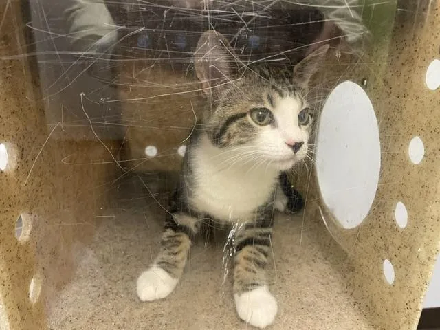 A baby medium-sized male Domestic Short Hair cat named Louie for adoption in Kent, WA