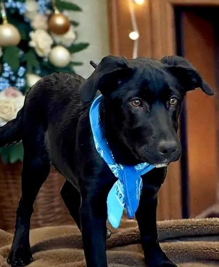 Mcgraw  Puppy thumbnail 2