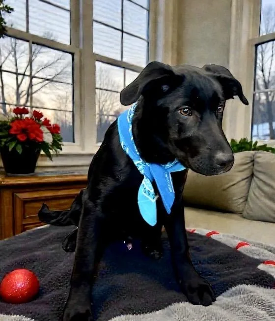 Mcgraw  Puppy thumbnail 4