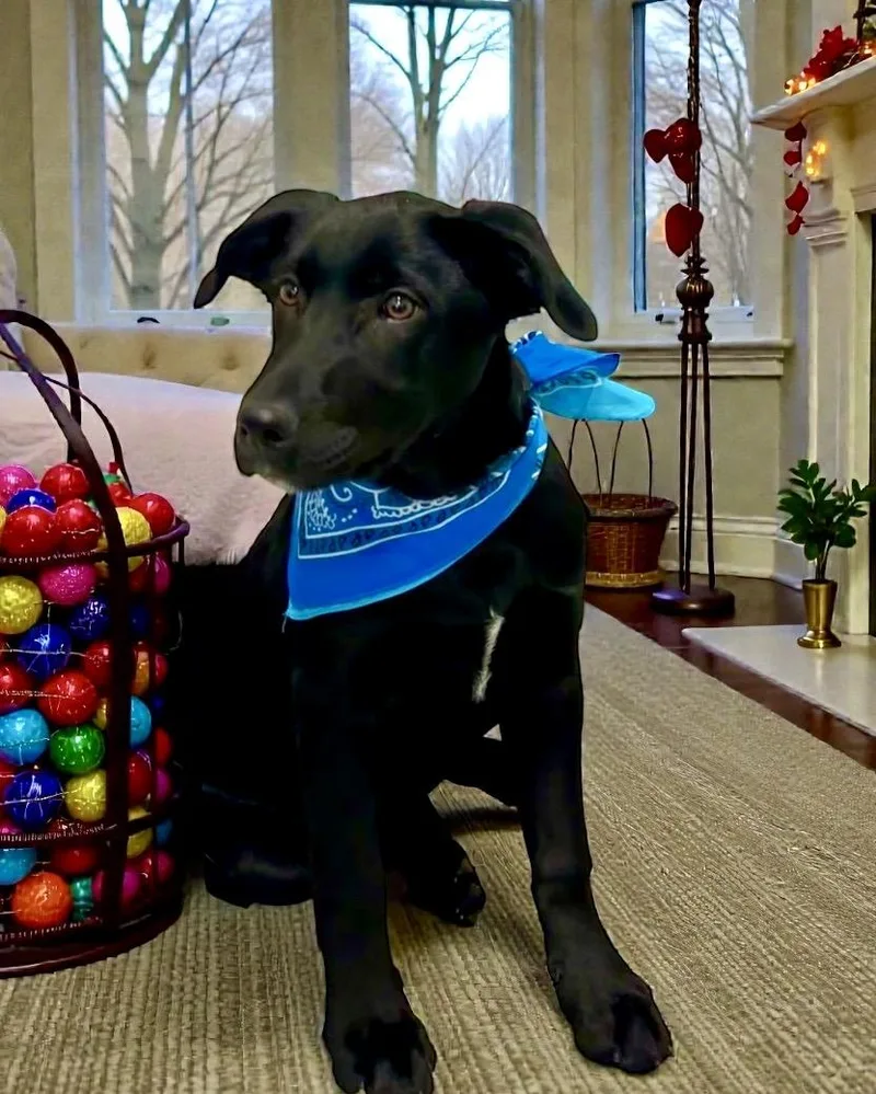 Mcgraw  Puppy thumbnail 5