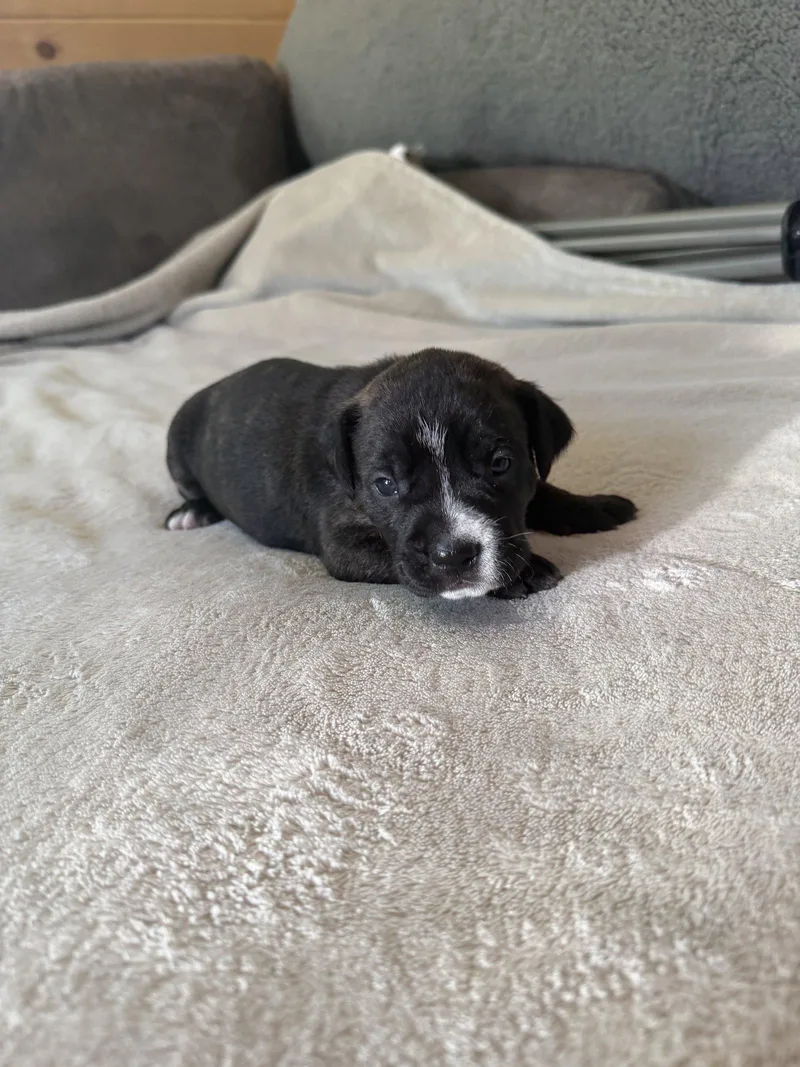 A baby medium-sized male American Staffordshire Terrier dog named Timber Brynns litter for adoption in Holly Springs, NC
