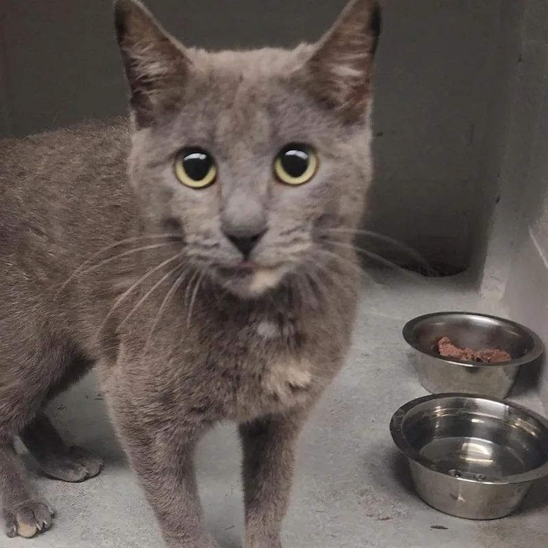 An adult medium-sized female Gray / Blue / Silver Domestic Short Hair cat named Lovejoy for adoption in Edwardsville, IL