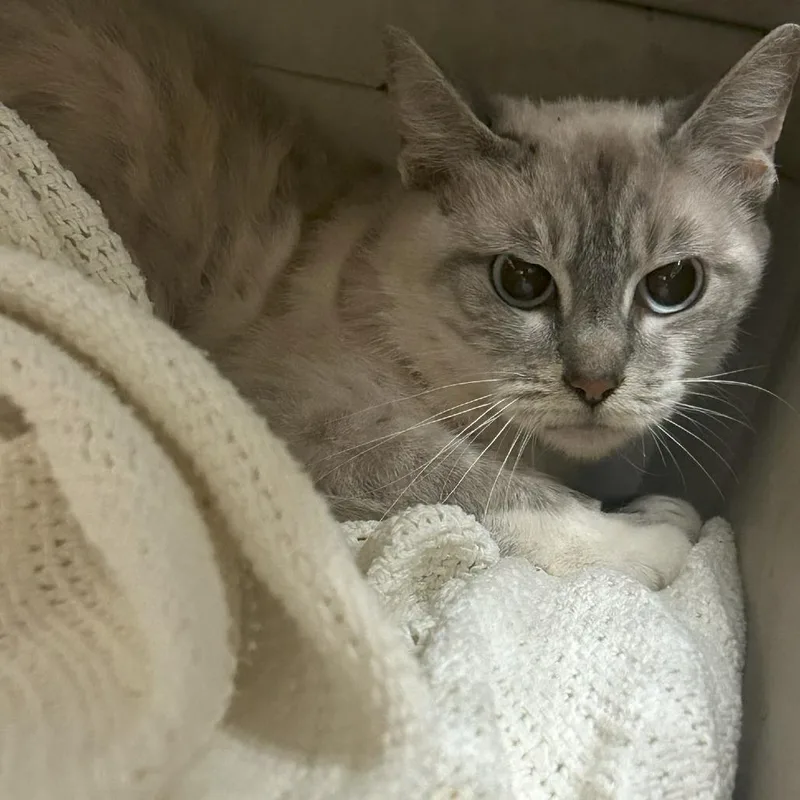 An adult medium-sized female White Domestic Short Hair cat named Sandy for adoption in Lufkin, TX