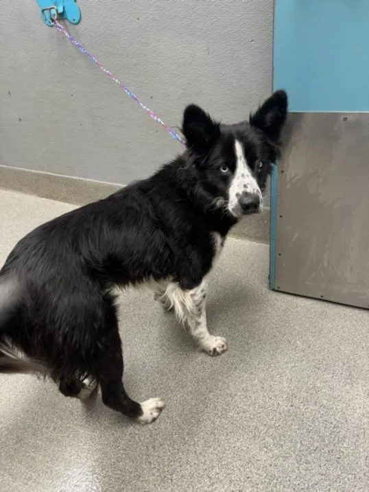 An adult medium-sized male Border Collie dog named Booster Gold for adoption in Las Vegas, NV