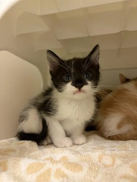 A baby small-sized male Domestic Short Hair cat named Cookie Dough for adoption in Statesville, NC