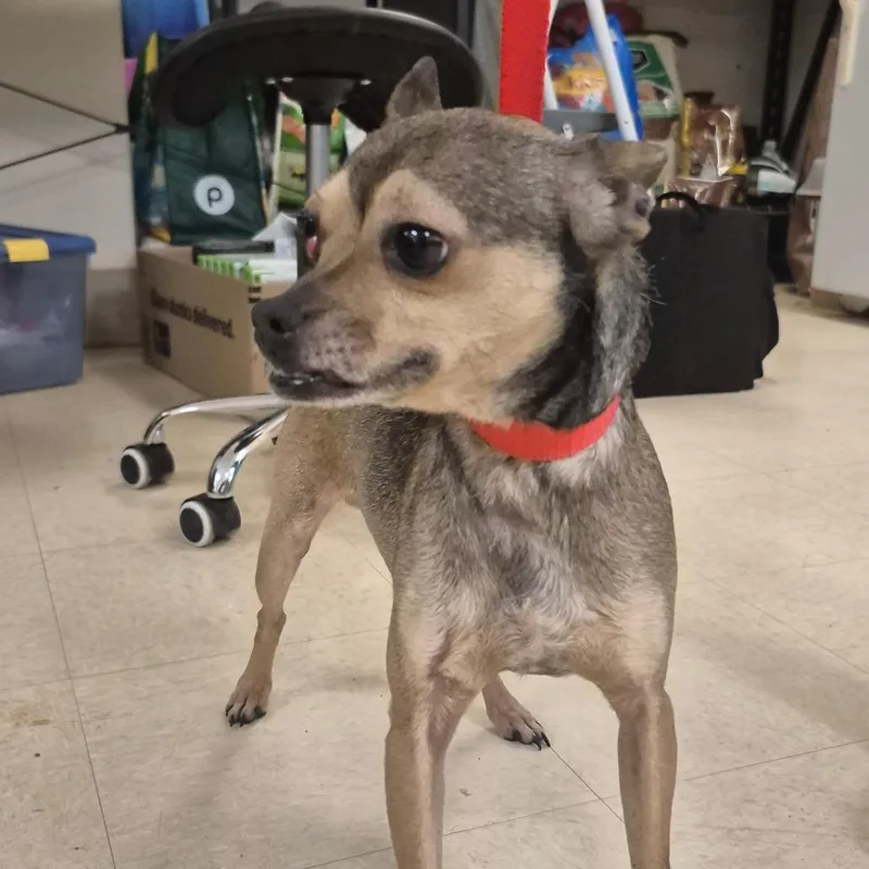 An adult small-sized male Black Chihuahua dog named Jimmie for adoption in Lake Panasoffkee, FL