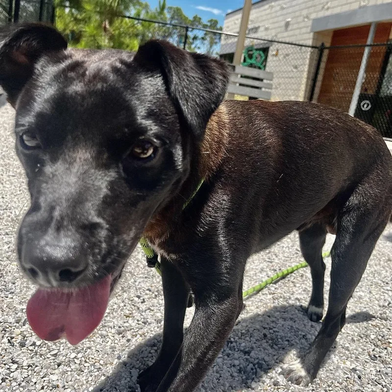 An adult medium-sized male Black Mixed Breed dog named Sammy for adoption in Englewood, FL