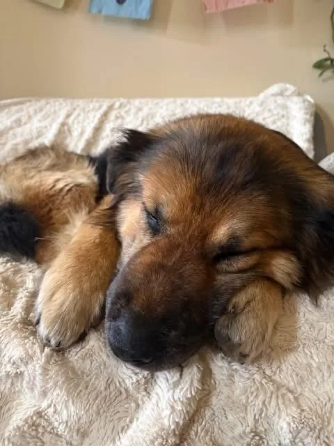 A senior medium-sized male German Shepherd Dog dog named Bear for adoption in Crested Butte , CO