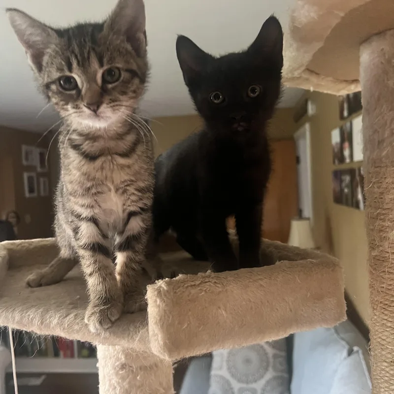 A baby small-sized female Tabby (Brown / Chocolate) Domestic Short Hair cat named Tiger for adoption in Ontario, NY
