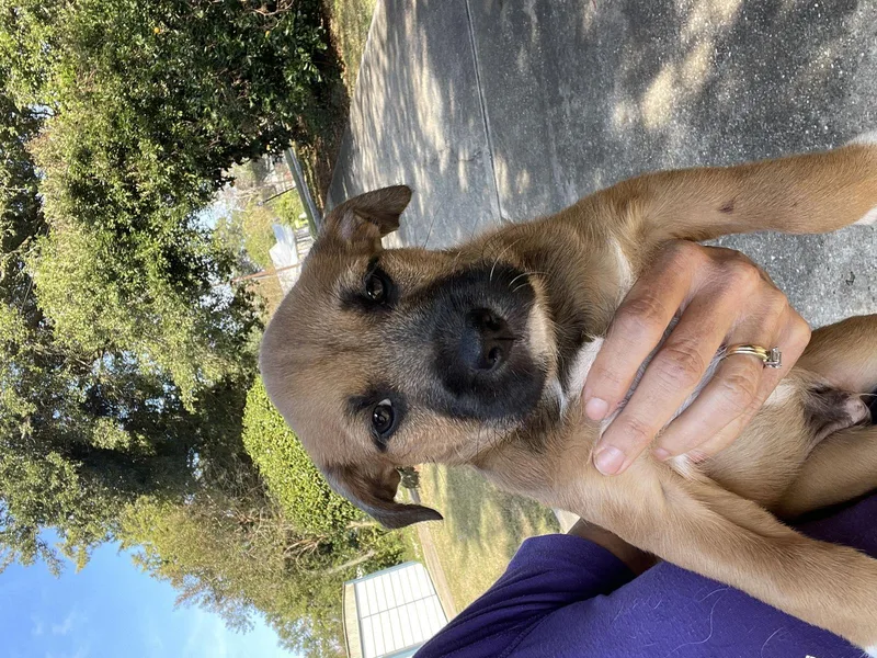 Linguine thumbnail 2