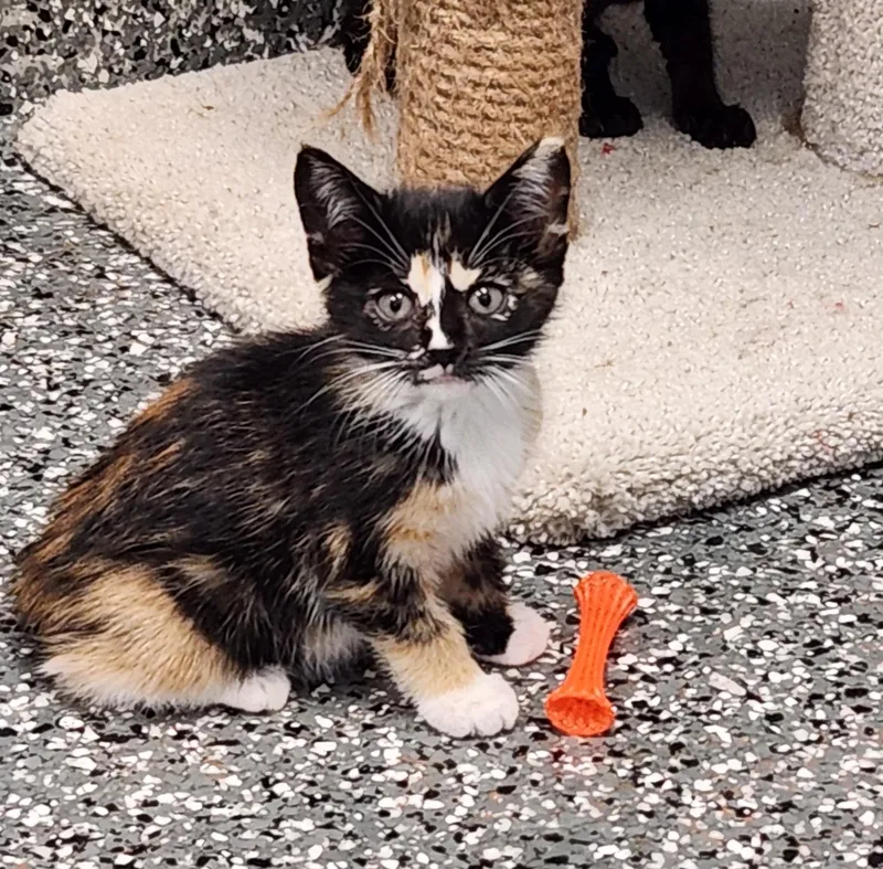 A baby medium-sized female Calico cat named Echo for adoption in Siloam Springs, AR
