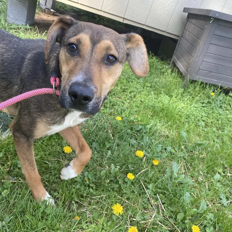 A young medium-sized male Yellow / Tan / Blond / Fawn Hound dog named Brook for adoption in Caryville, TN