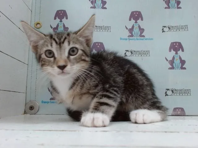 A baby small-sized male Domestic Short Hair cat named Swirls for adoption in Orlando, FL