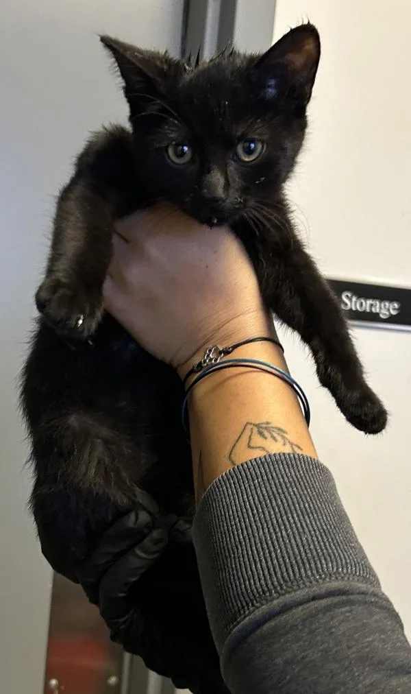 A baby medium-sized female Domestic Short Hair cat named Draculaura for adoption in Salt Lake City, UT
